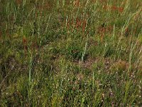 NL, Drenthe, Aa en Hunze, Westerlanden 6, Saxifraga-Hans Boll