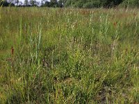 NL, Drenthe, Aa en Hunze, Westerlanden 63, Saxifraga-Hans Boll