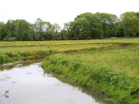 NL, Drenthe, Assen, Deurzerdiep 17, Saxifraga-Hans Boll