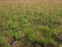 NL, Drenthe, Assen, Deurzerdiep 2, Saxifraga-Hans Boll