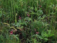 NL, Drenthe, Assen, Deurzerdiep 31, Saxifraga-Hans Boll