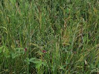 NL, Drenthe, Assen, Deurzerdiep 32, Saxifraga-Hans Boll