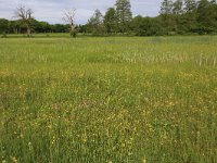 NL, Drenthe, Assen, Deurzerdiep 46, Saxifraga-Hans Boll