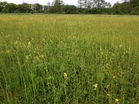 NL, Drenthe, Assen, Deurzerdiep 64, Saxifraga-Hans Boll