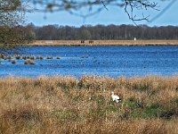 NL, Drenthe, Coevorden, Mepperhooilanden 7, Saxifraga-Hans Dekker