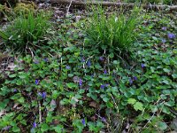 NL, Drenthe, Noordenveld, Maatlanden 17, Saxifraga-Hans Boll