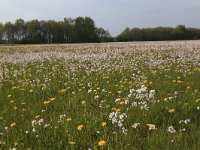 NL, Drenthe, Noordenveld, Maatlanden 2, Saxifraga-Hans Boll