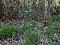 NL, Drenthe, Noordenveld, Maatlanden 21, Saxifraga-Hans Boll