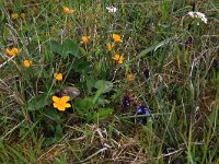 NL, Drenthe, Noordenveld, Maatlanden 6, Saxifraga-Hans Boll