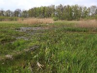 NL, Drenthe, Tynaarlo, De Heest 11, Saxifraga-Hans Boll