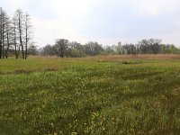 NL, Drenthe, Tynaarlo, De Heest 14, Saxifraga-Hans Boll