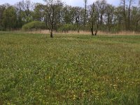 NL, Drenthe, Tynaarlo, De Heest 17, Saxifraga-Hans Boll