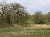 NL, Drenthe, Tynaarlo, De Heest 26, Saxifraga-Hans Boll