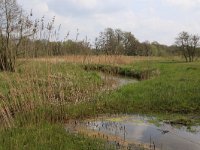 NL, Drenthe, Tynaarlo, De Heest 29, Saxifraga-Hans Boll