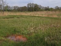 NL, Drenthe, Tynaarlo, De Heest 34, Saxifraga-Hans Boll