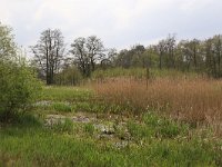 NL, Drenthe, Tynaarlo, De Heest 8, Saxifraga-Hans Boll