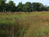 NL, Drenthe, Tynaarlo, Lage Maden 20, Saxifraga-Hans Boll