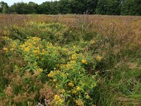 NL, Drenthe, Tynaarlo, Lage Maden 27, Saxifraga-Hans Boll