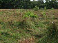 NL, Drenthe, Tynaarlo, Lage Maden 34, Saxifraga-Hans Boll