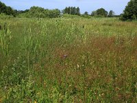 NL, Drenthe, Tynaarlo, Lage Maden 55, Saxifraga-Hans Boll