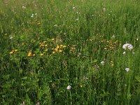 NL, Drenthe, Tynaarlo, Oudemolensche Diep 11, Saxifraga-Hans Boll