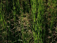 NL, Drenthe, Tynaarlo, Oudemolensche Diep 28, Saxifraga-Hans Boll