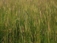 NL, Drenthe, Tynaarlo, Oudemolensche Diep 35, Saxifraga-Hans Boll