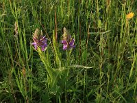 NL, Drenthe, Tynaarlo, Oudemolensche Diep 44, Saxifraga-Hans Boll