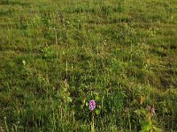 NL, Drenthe, Tynaarlo, Oudemolensche Diep 47, Saxifraga-Hans Boll