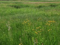 NL, Drenthe, Tynaarlo, Oudemolensche Diep 53, Saxifraga-Hans Boll