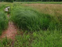 NL, Drenthe, Tynaarlo, Oudemolensche Diep 61, Saxifraga-Hans Boll