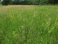 NL, Drenthe, Tynaarlo, Oudemolensche Diep 68, Saxifraga-Hans Boll