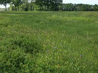 NL, Drenthe, Tynaarlo, Oudemolensche Diep 80, Saxifraga-Hans Boll