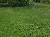 NL, Drenthe, Tynaarlo, Oudemolensche Diep 90, Saxifraga-Hans Boll