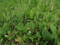 NL, Drenthe, Tynaarlo, Oudemolensche Diep 96, Saxifraga-Hans Boll