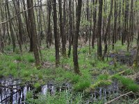 NL, Drenthe, Tynaarlo, Tynaarlose Diep 7, Saxifraga-Hans Boll