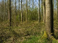 NL, Limburg, Weert, Heijkersbroek 4, Saxifraga-Jan van der Straaten