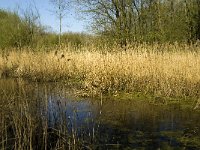 NL, Limburg, Weert, Heijkersbroek 6, Saxifraga-Jan van der Straaten