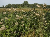 NL, Limburg, Weert, Kettingdijk 11, Saxifraga-Jan van der Straaten