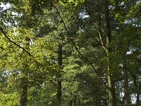 NL, Limburg, Weert, Kettingdijk 3, Saxifraga-Jan van der Straaten