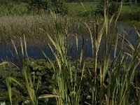 NL, Limburg, Weert, Kootspeel 3, Saxifraga-Jan van der Straaten