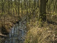 NL, Limburg, Weert, Laagbroek 2, Saxifraga-Jan van der Straaten