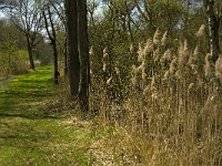 NL, Limburg, Weert, Laagbroek 4, Saxifraga-Jan van der Straaten