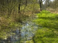 NL, Limburg, Weert, Laagbroek 5, Saxifraga-Jan van der Straaten