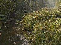 NL, Limburg, Weert, Roeventerpeel 20, Saxifraga-Jan van der Straaten