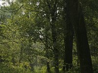 NL, Limburg, Weert, Wijfelterbroek 1, Saxifraga-Jan van der Straaten