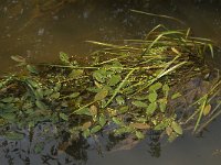 NL, Limburg, Weert, Wijfelterbroek 13, Saxifraga-Jan van der Straaten