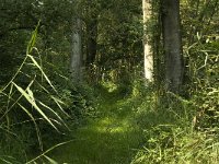 NL, Limburg, Weert, Wijfelterbroek 22, Saxifraga-Jan van der Straaten