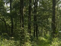 NL, Limburg, Weert, Wijfelterbroek 26, Saxifraga-Jan van der Straaten