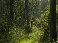 NL, Limburg, Weert, Wijfelterbroek 5, Saxifraga-Jan van der Straaten